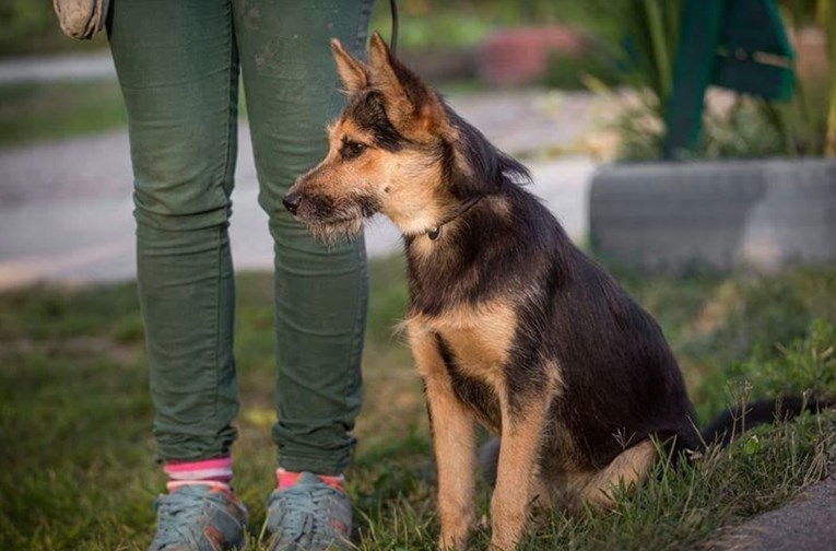 OSIJEK Malena kujica voli sve oko sebe, no nikako da netko zavoli nju