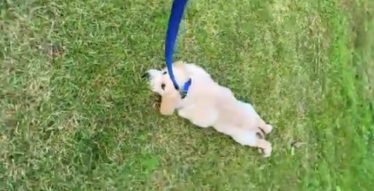 Pas ne želi ići iz parka, a njegov urnebesni protest nasmijat će vas do suza