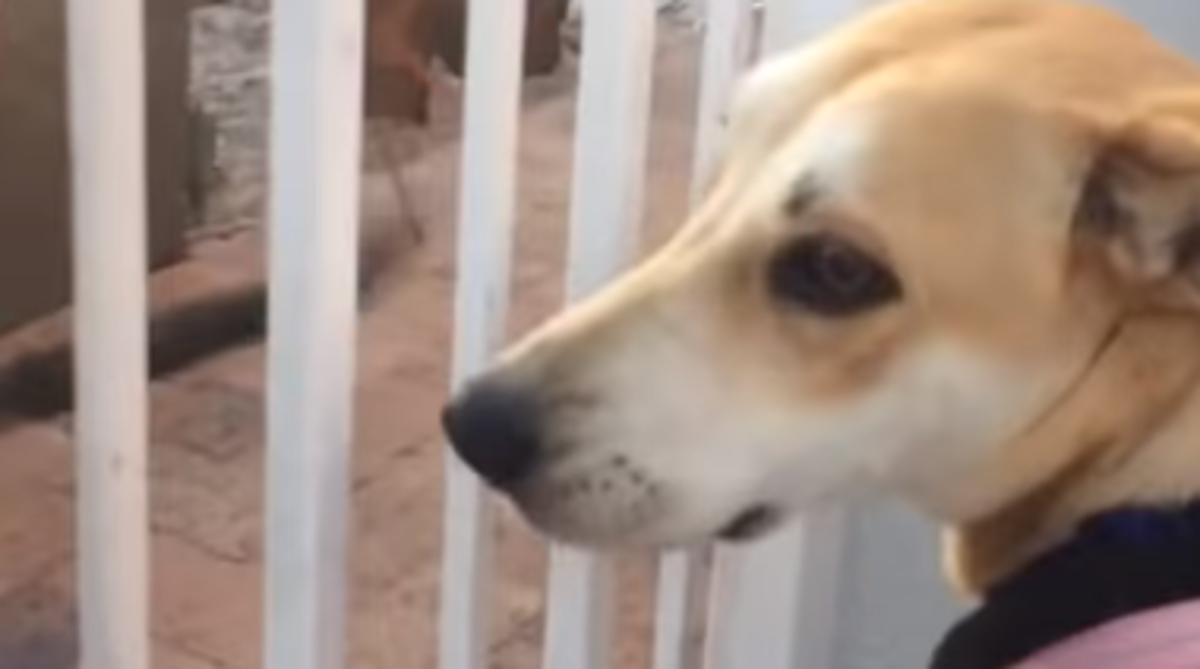 Pas odbija ići u šetnju, a razlog je zaista predivan