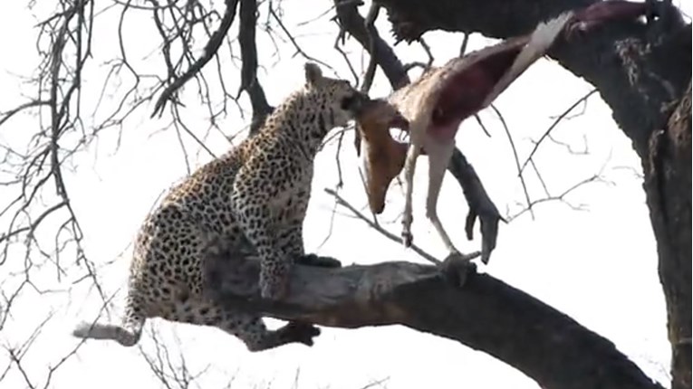 Ženki leoparda zapeo leš na drvu, uslijedila je velika borba