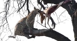 Ženki leoparda zapeo leš na drvu, uslijedila je velika borba