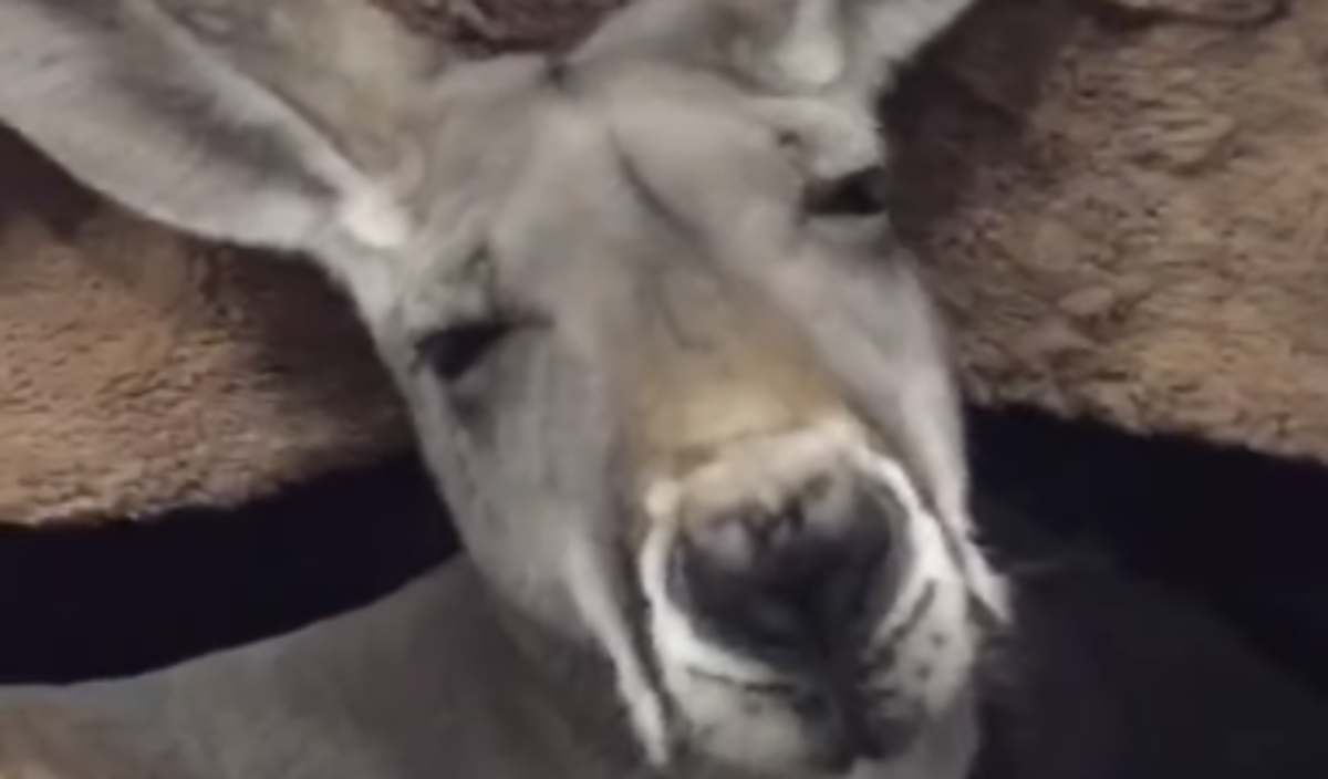 Klokan koji je pao s kauča izgleda kao da je popio čašicu više