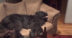 VIDEO Tvrdoglavi pas nikako ne želi na spavanje i to izgleda presmiješno