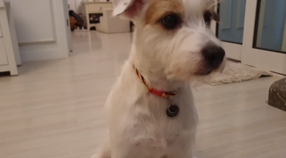 Jack Russell učinio nešto presmiješno kako bi sakrio sram zbog počinjenog