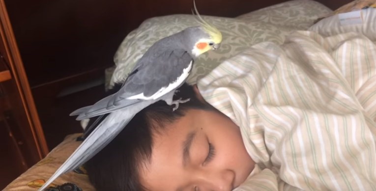 Nimfa svakoga dana budi svog malenog vlasnika i to izgleda preslatko