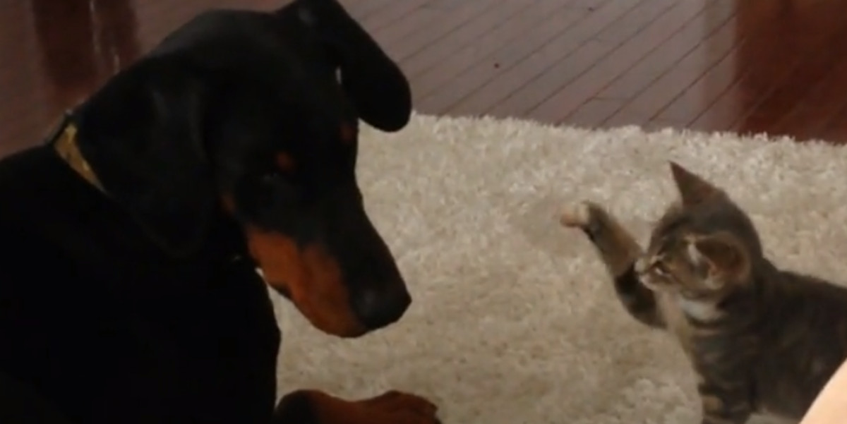 VIDEO Preslatka Ninja maca pokazala je dobermanu tko je šef u kući