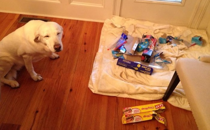 Smiješne fotke "nevinih" ljubimaca koji nemaju pojma odakle se stvorio nered