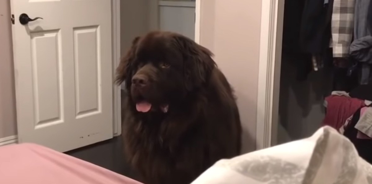 Velikom psu bilo je dosta maloga pa je iskoristio najstariji i najsmješniji trik