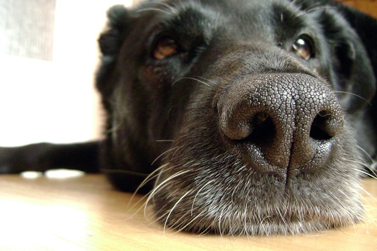Psi mogu nepogrješivo nanjušiti određene bolesti, saznajte koje