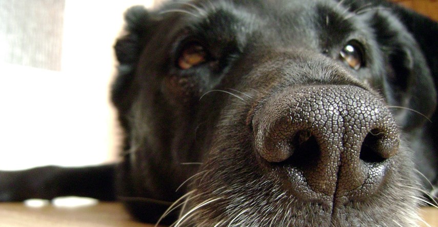 Psi mogu nepogrješivo nanjušiti određene bolesti, saznajte koje