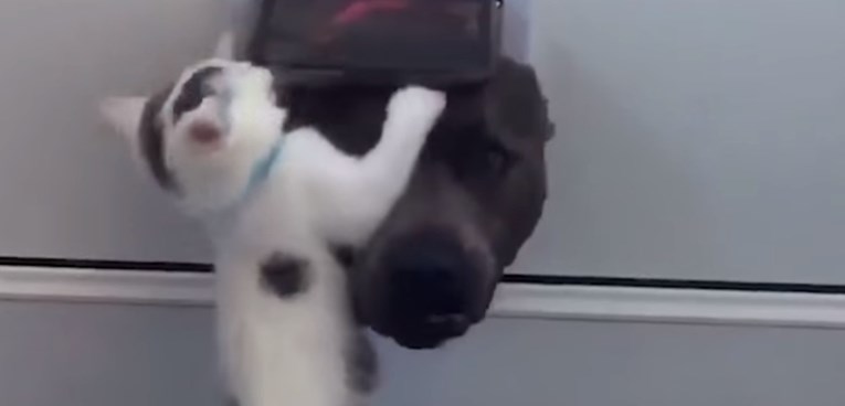 VIDEO Maca koja ne želi pustiti psa u dom postala hit na internetu