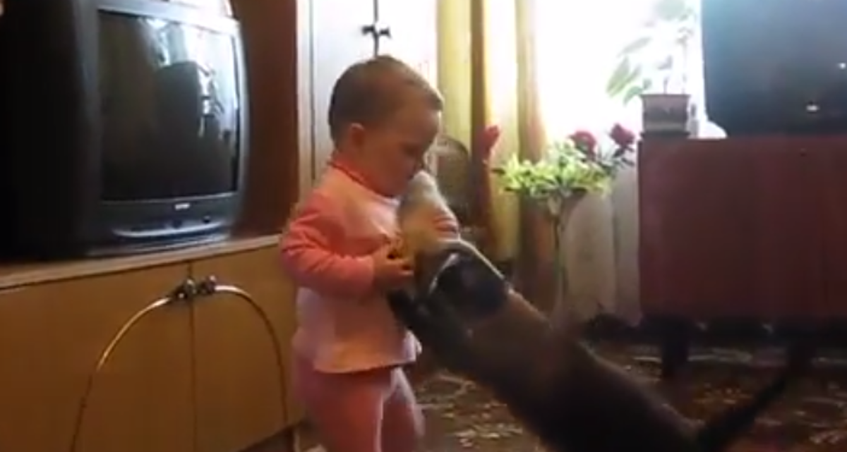 Curica silom htjela maziti mačića pa je mama maca pokazala tko je glavni