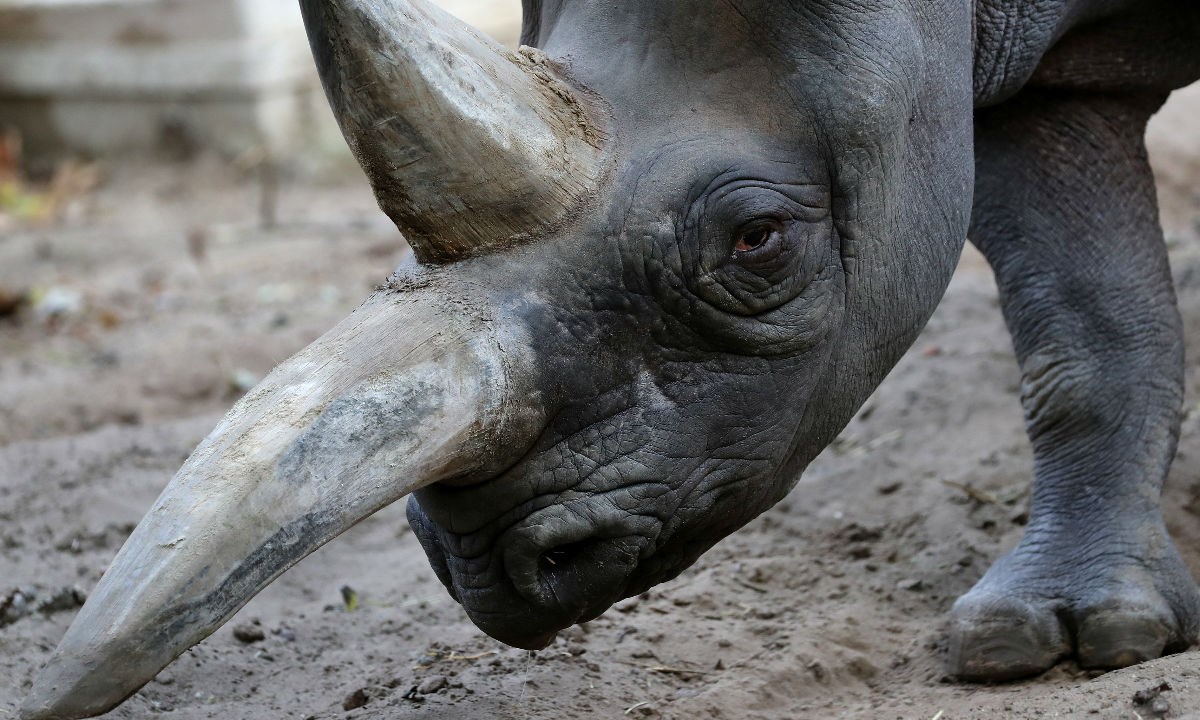U Hong Kongu zaplijenjeno 40 kilograma rogova nosoroga, uhićeni krijumčari