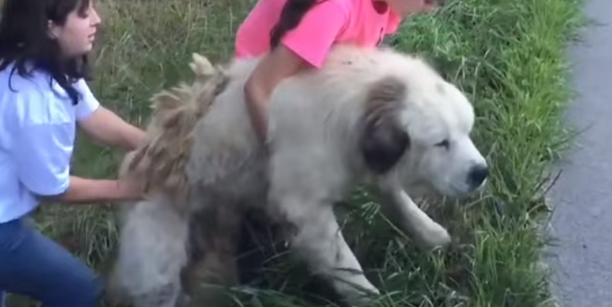 Netko je ostavio psa kraj prometne ceste, a oni su ga primili u dom