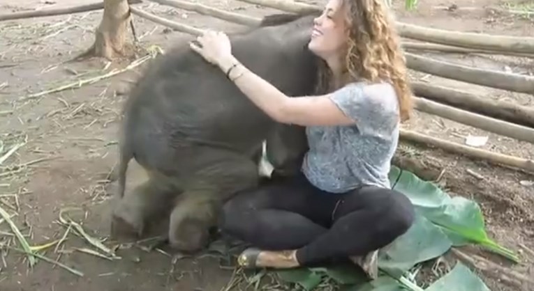 VIDEO Evo zbog čega slonove nikada ne bismo trebali  držati u cirkusima i ZOO vrtovima