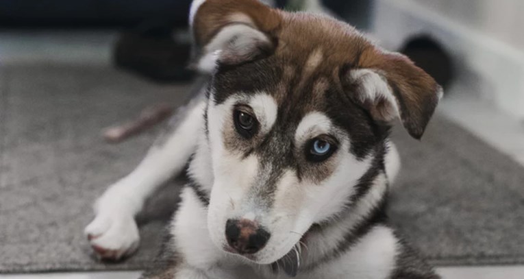 Što znači različita boja očiju kod vašeg psa?