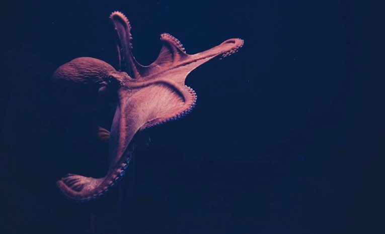 Ogromna hobotnica završila na brodu pa iznenadila prisutne nevjerojatnim bijegom