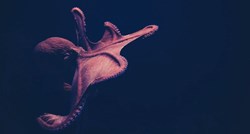 Ogromna hobotnica završila na brodu pa iznenadila prisutne nevjerojatnim bijegom