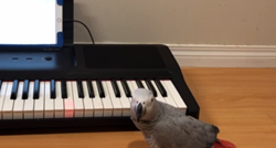 Poslušajte što je ova papiga naučila svirati u samo dva dana