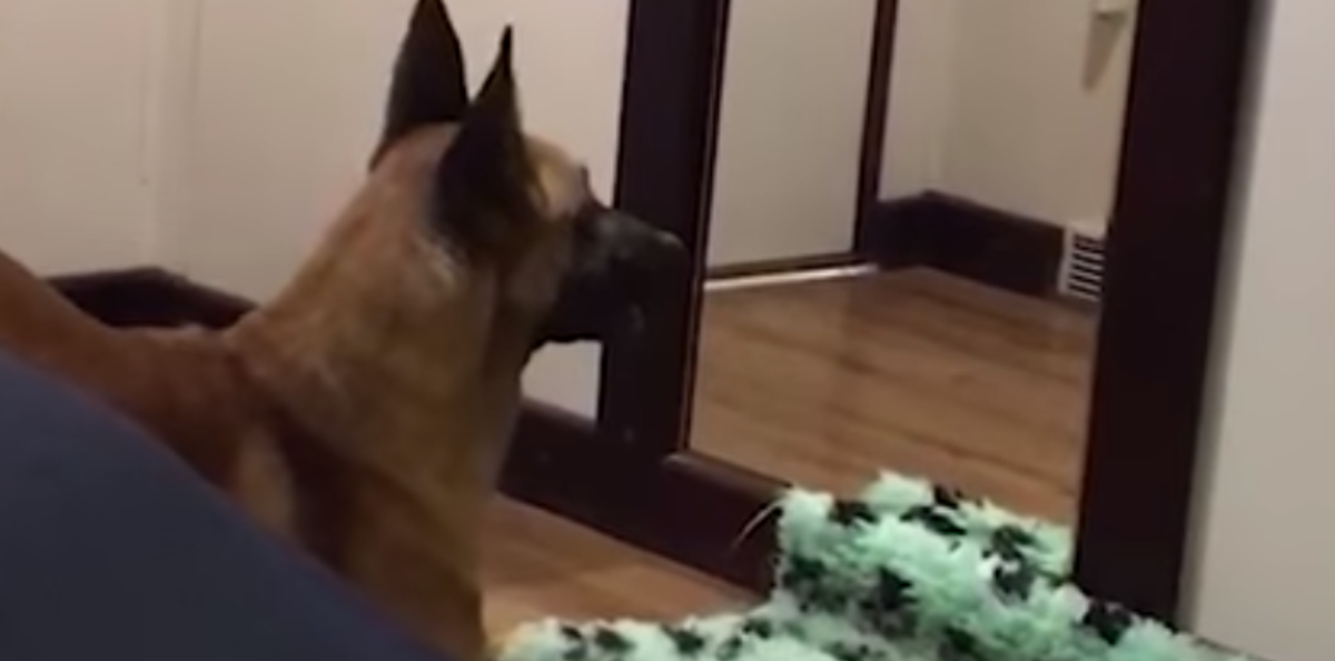 Smiješna reakcija psa na ogledalo - mogu li psi prepoznati svoj odraz?