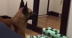 Smiješna reakcija psa na ogledalo - mogu li psi prepoznati svoj odraz?