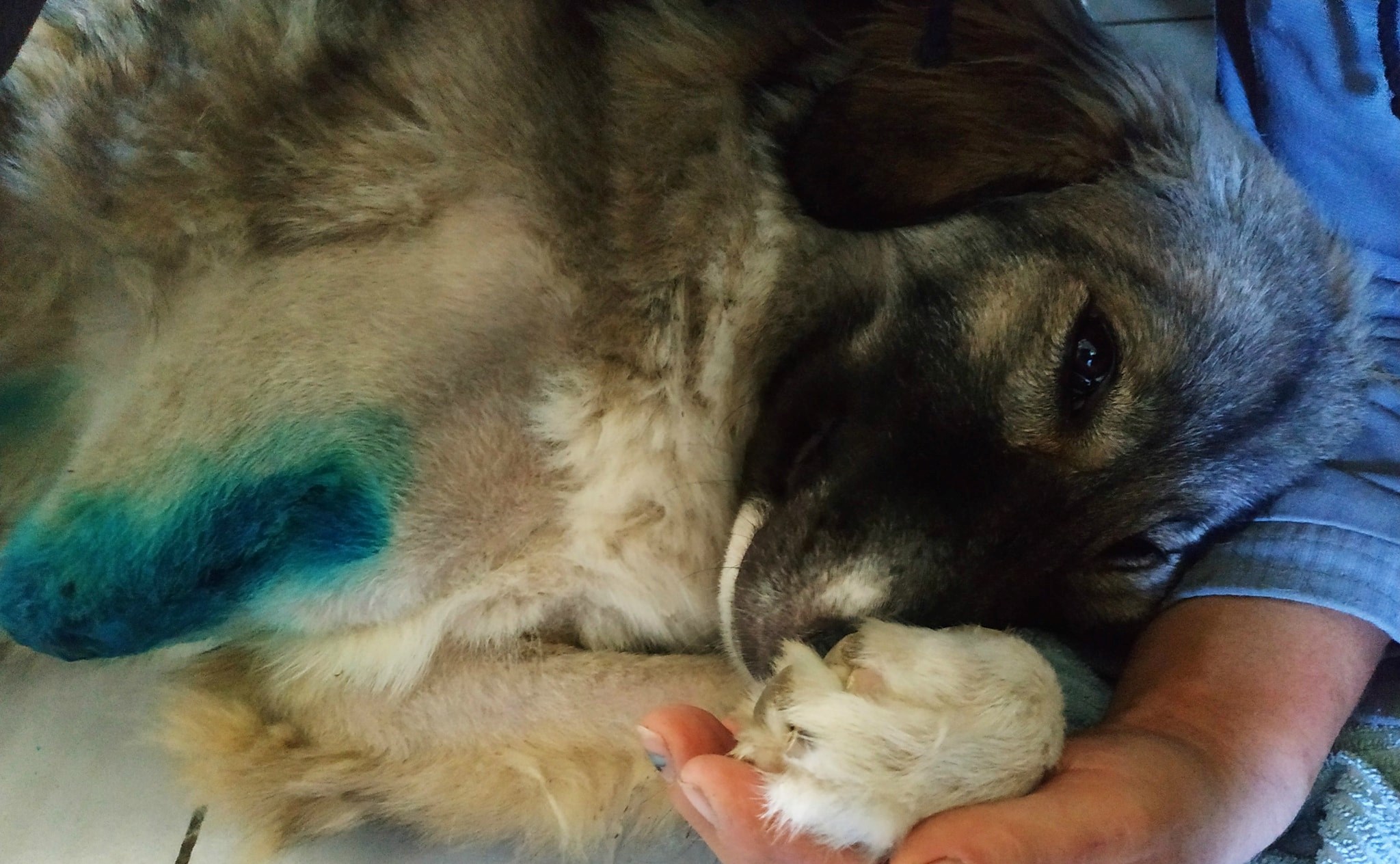 VINKOVCI Kujica preživjela strašan udarac auta, a sada čeka božićno čudo