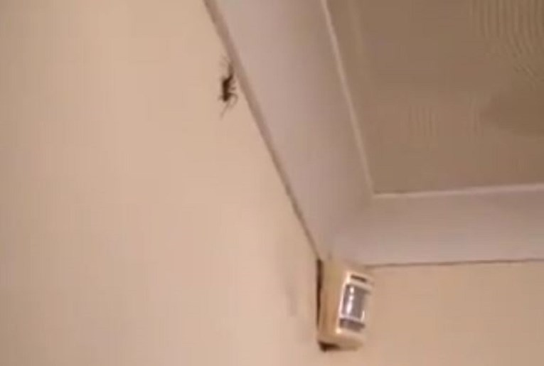 VIDEO Napali ga zbog načina na koji je ubio pauka: "Okrutno i odvratno"