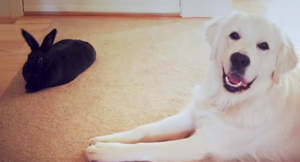 Ovo neobično prijateljstvo dokaz je da životinje ne poznaju razlike