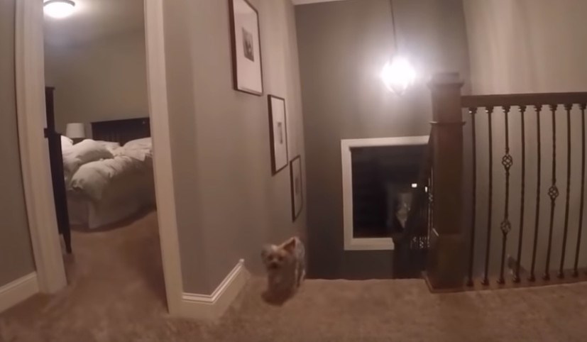 Psi su u većini slučajeva naši prijatelji, no ovaj je izdao svoje vlasnike