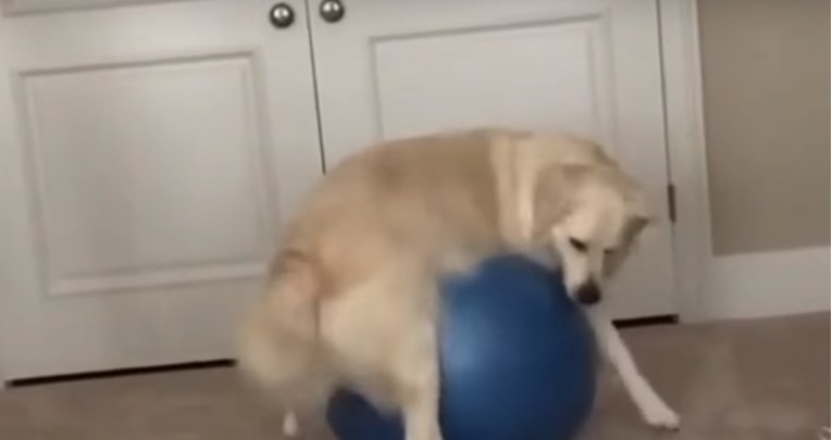 VIDEO Ovaj nespretni pas ne zna se izvući iz nevolje