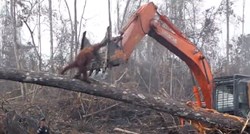 Snimka orangutana u borbi s bagerom koji mu ruši dom slomit će vam srce