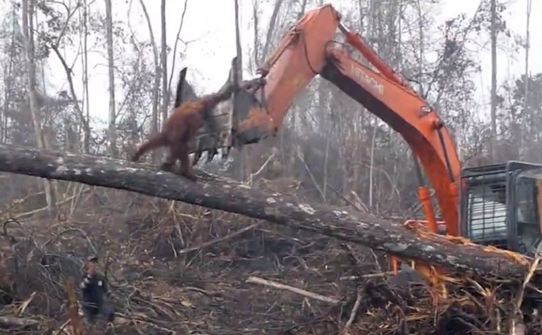 Snimka orangutana u borbi s bagerom koji mu ruši dom slomit će vam srce