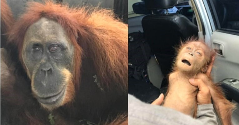 Slijepa ženka orangutana pronađena sa 74 metka u tijelu na plantaži palmi