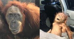 Slijepa ženka orangutana pronađena sa 74 metka u tijelu na plantaži palmi