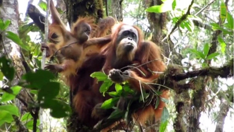 Najugroženijim orangutanima na svijetu prijeti nestanak zbog brane
