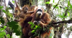 Najugroženijim orangutanima na svijetu prijesti nestanak zbog brane
