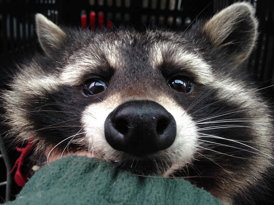 Uginuo Oreo, najpoznatiji rakun svijeta koji je nasmijao milijune ljudi