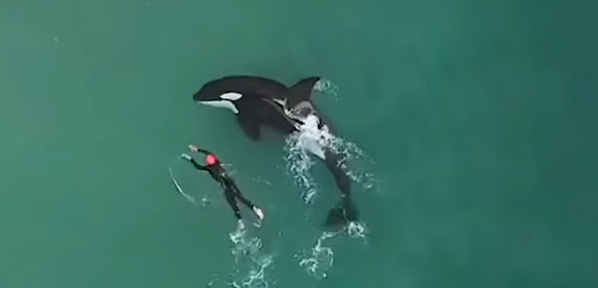 VIDEO Žena plivala u moru pa joj se pridružili kitovi ubojice