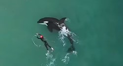 VIDEO Žena plivala u moru pa joj se pridružili kitovi ubojice