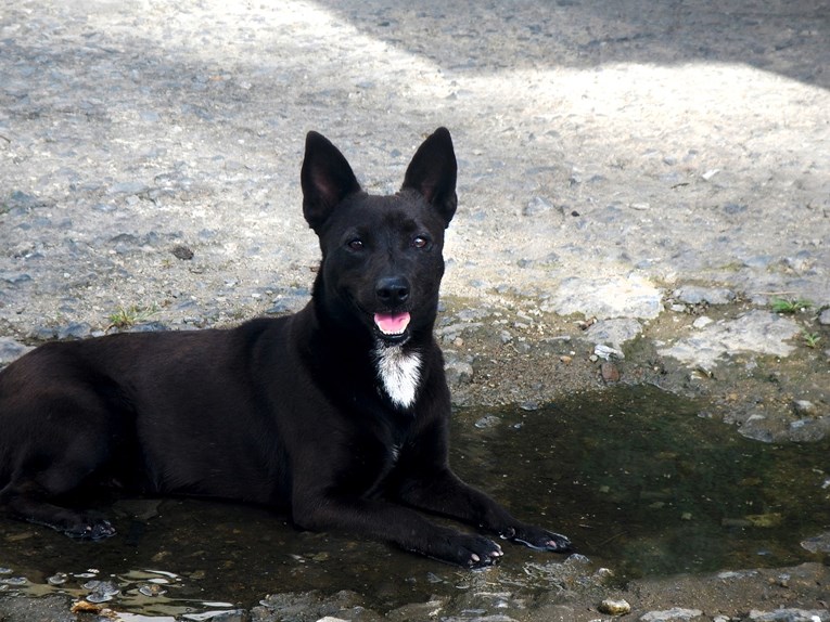 Ljubimci nisu igračke, nemojte ih udomiti ako ćete ih napustiti na ljeto