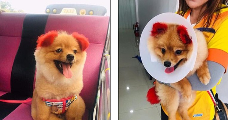 Tajlanđanka odvela psa na farbanje, a nakon toga mu je otpalo uho