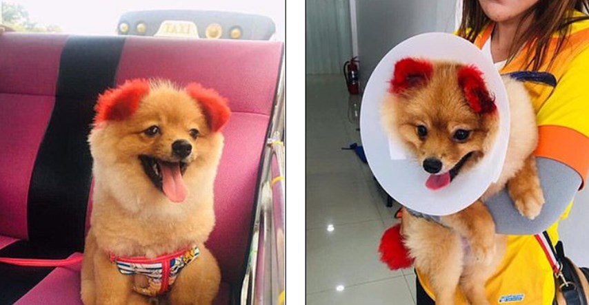 Tajlanđanka odvela psa na farbanje, a nakon toga, otpalo mu je uho