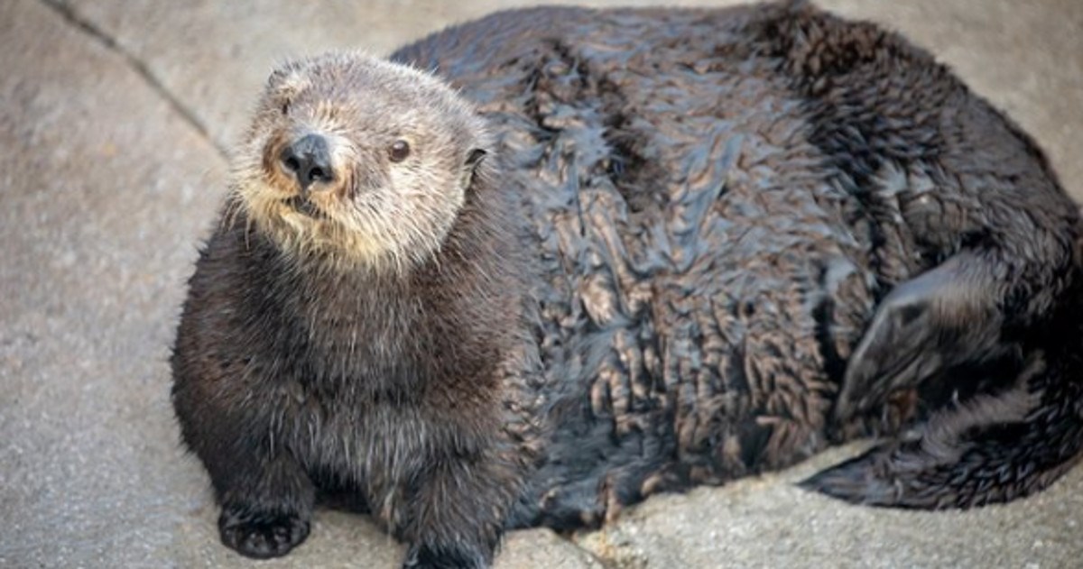 Kalifornijski akvarij se ispričao javnosti zbog Tweeta o debeloj vidri