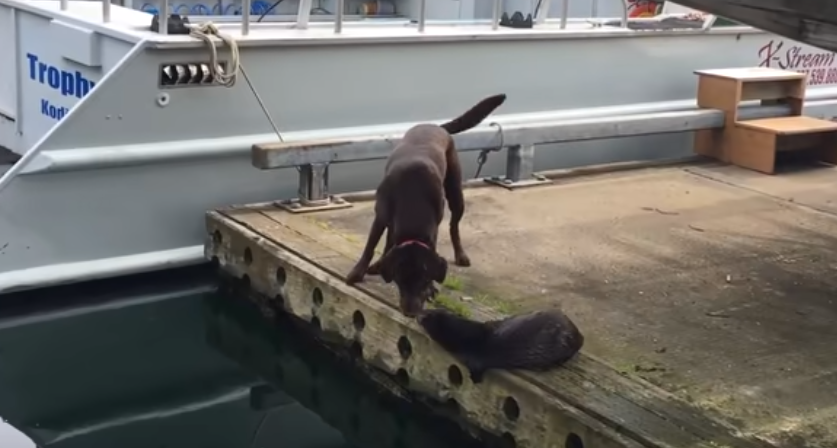 Dva znatiželjna labradora ugledala razigranu vidru, evo kako je to završilo