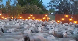 U dvorište mu uletjelo 200 ovaca, on i žena ih istjerali na urnebesan način
