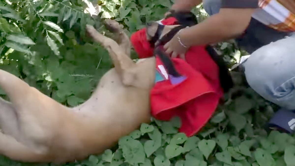 Okrutni vlasnik joj je zalijepio trakom njušku da ne može jesti ni piti