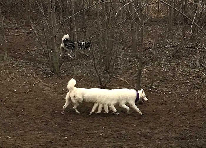 Ove smiješne fotke pasa rezultat su panoramskih snimki koje su pošle po krivu