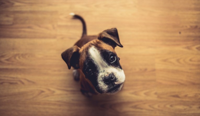 Znaju li psi kako se osjećamo na temelju našeg izraza lica?