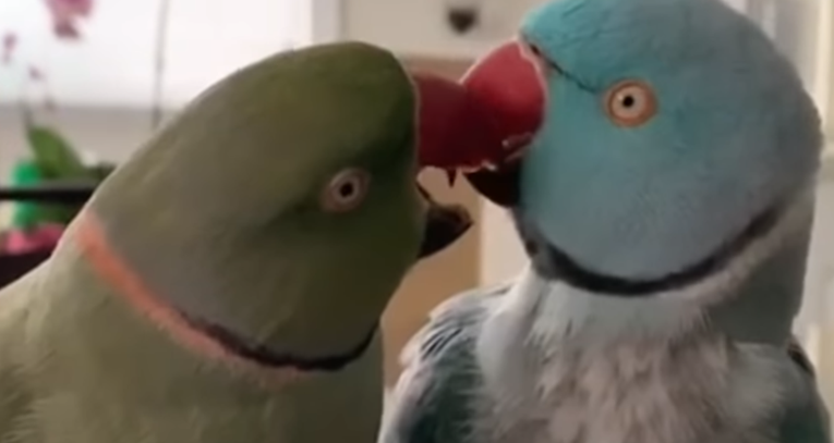 Papagaji se raspričali pa svojom pričom i ponašanjem raznježili svijet