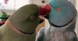 Papagaji se raspričali pa svojom pričom i ponašanjem raznježili svijet